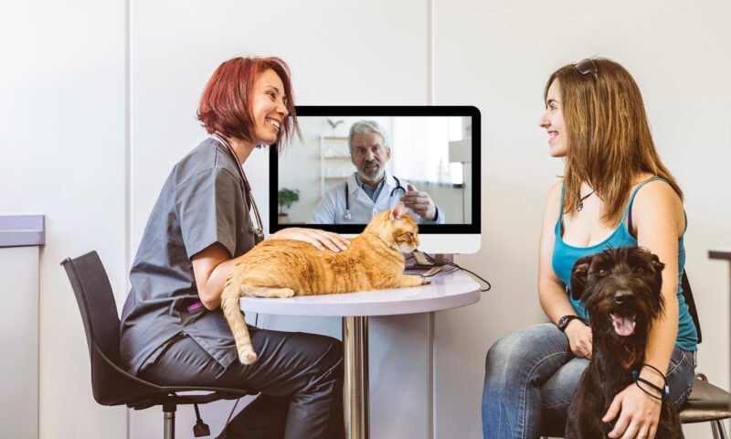 Telemedicina impulsiona a expansão digital da saúde animal