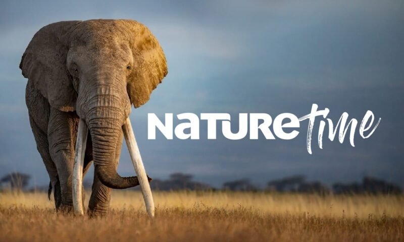 TCL Channel 6.0 chega ao Brasil com transmissão ao vivo no NatureTime