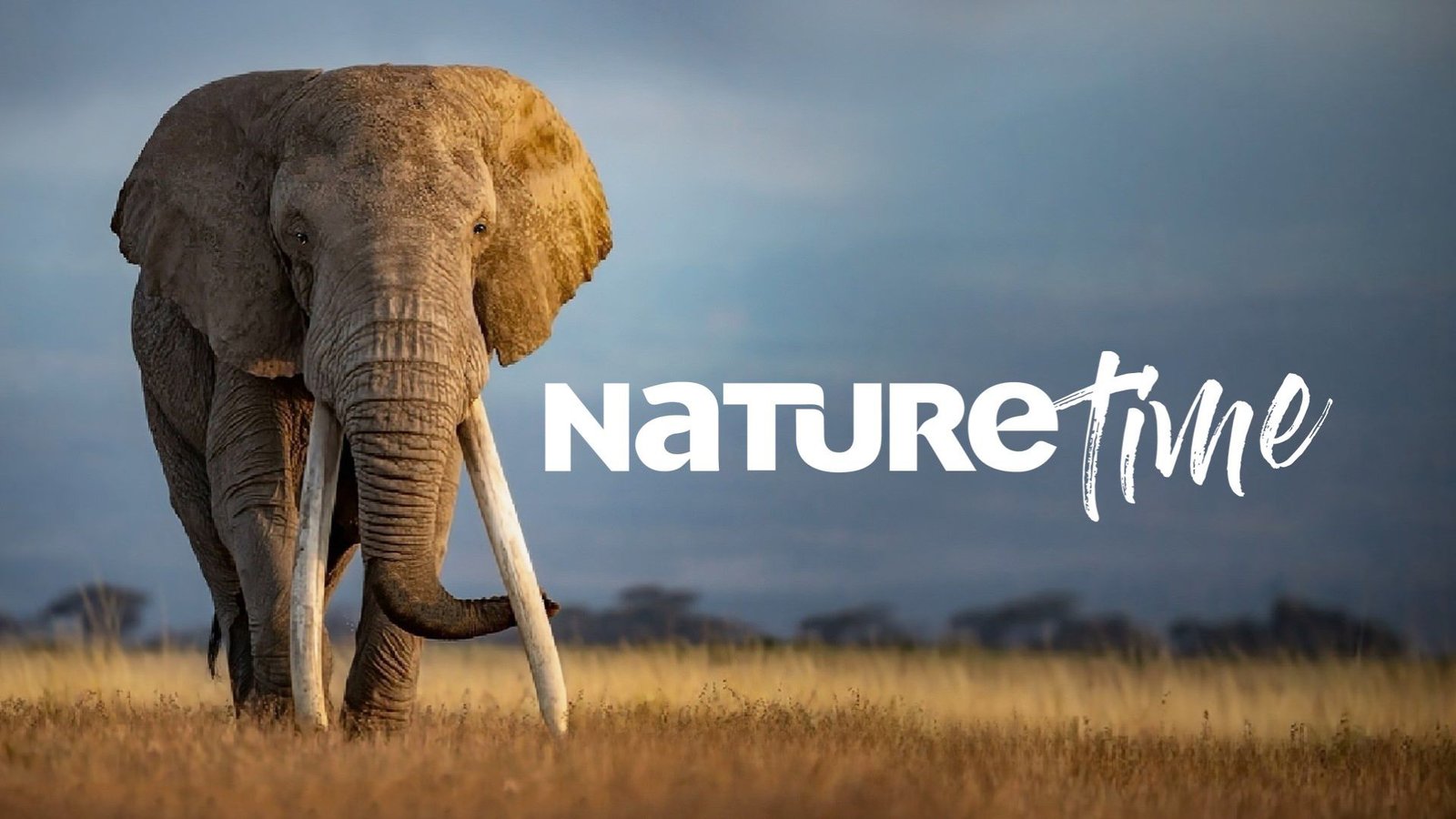 TCL Channel NatureTime